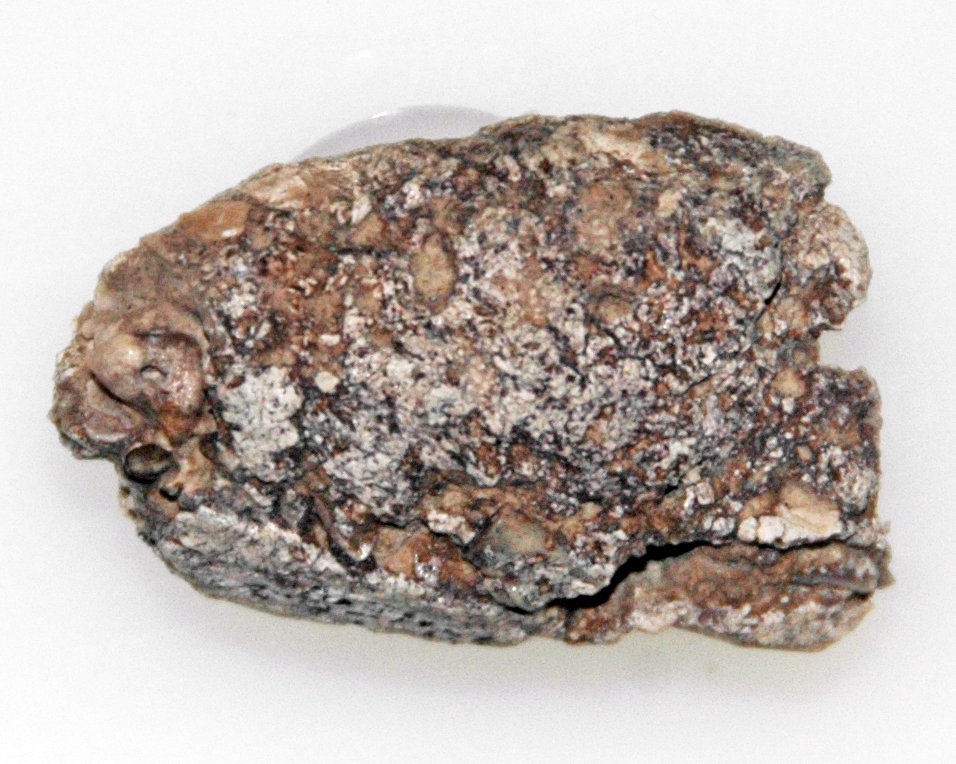 A Lost World of Ancient Mammals (image credits: wikimedia)