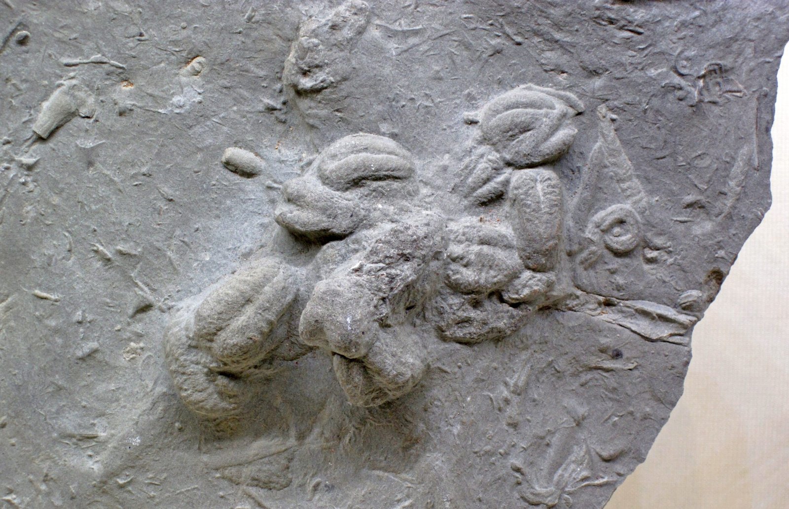 Marine Life From a Sunken Coastline (image credits: wikimedia)