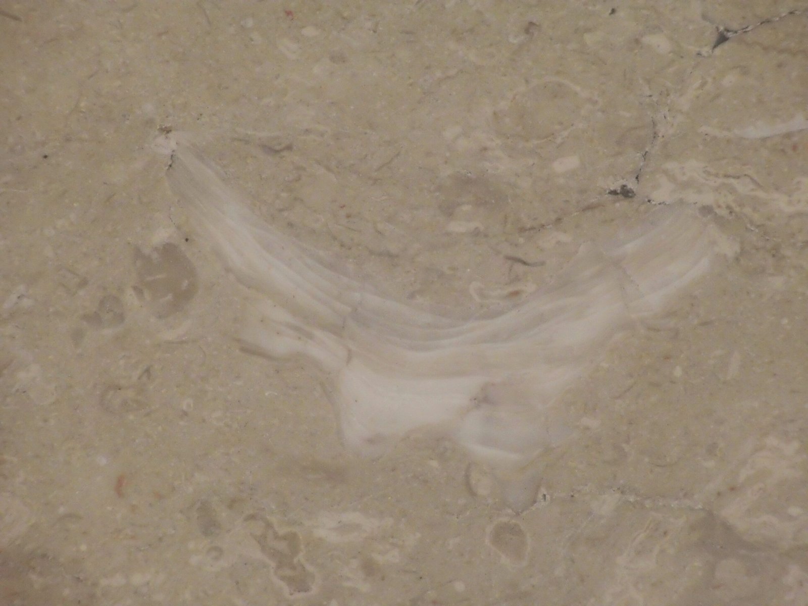 The Fossil Record and Japan’s Geological Story (image credits: wikimedia)