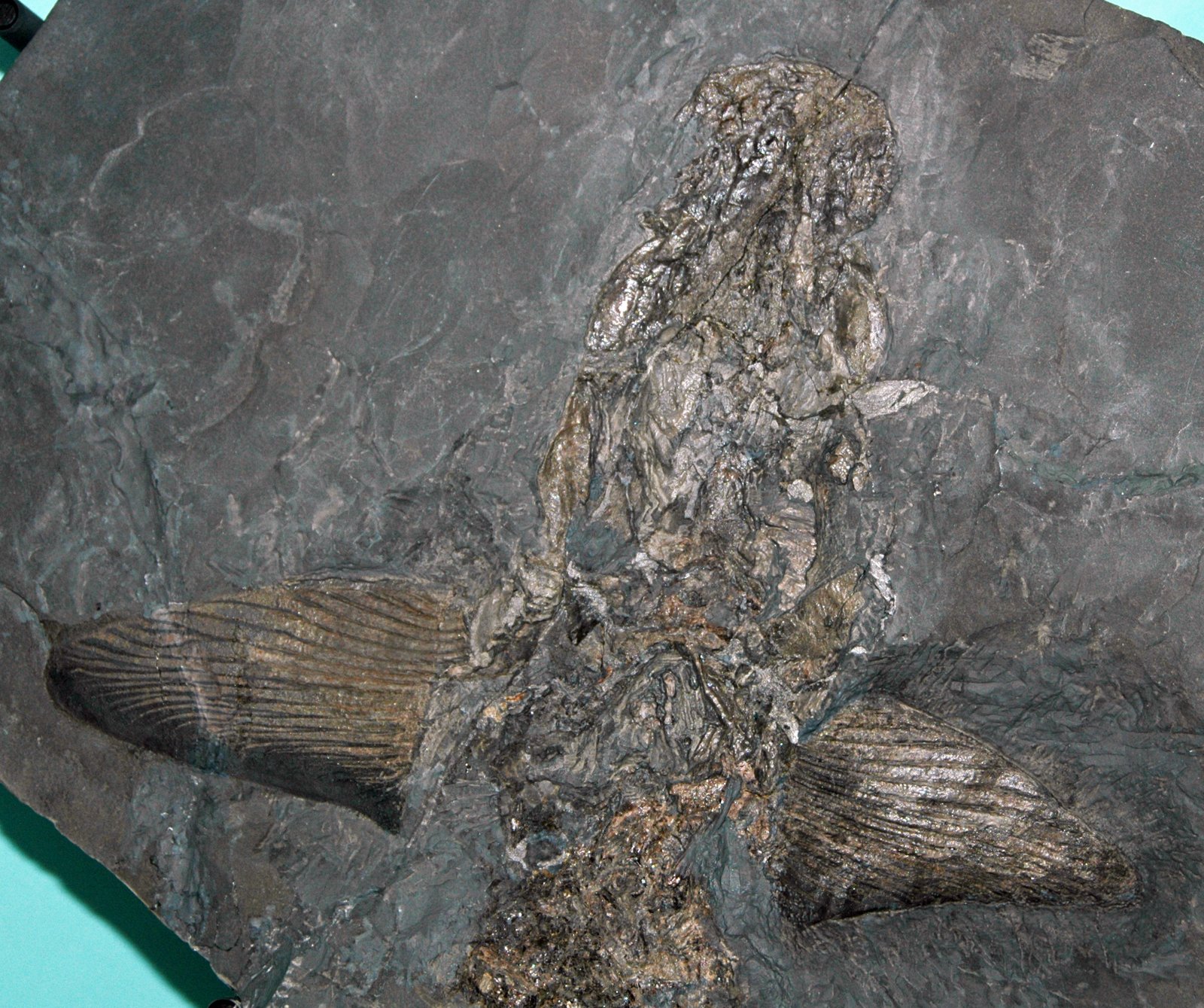 Fossil Discoveries in Tokyo’s Urban Landscape (image credits: wikimedia)