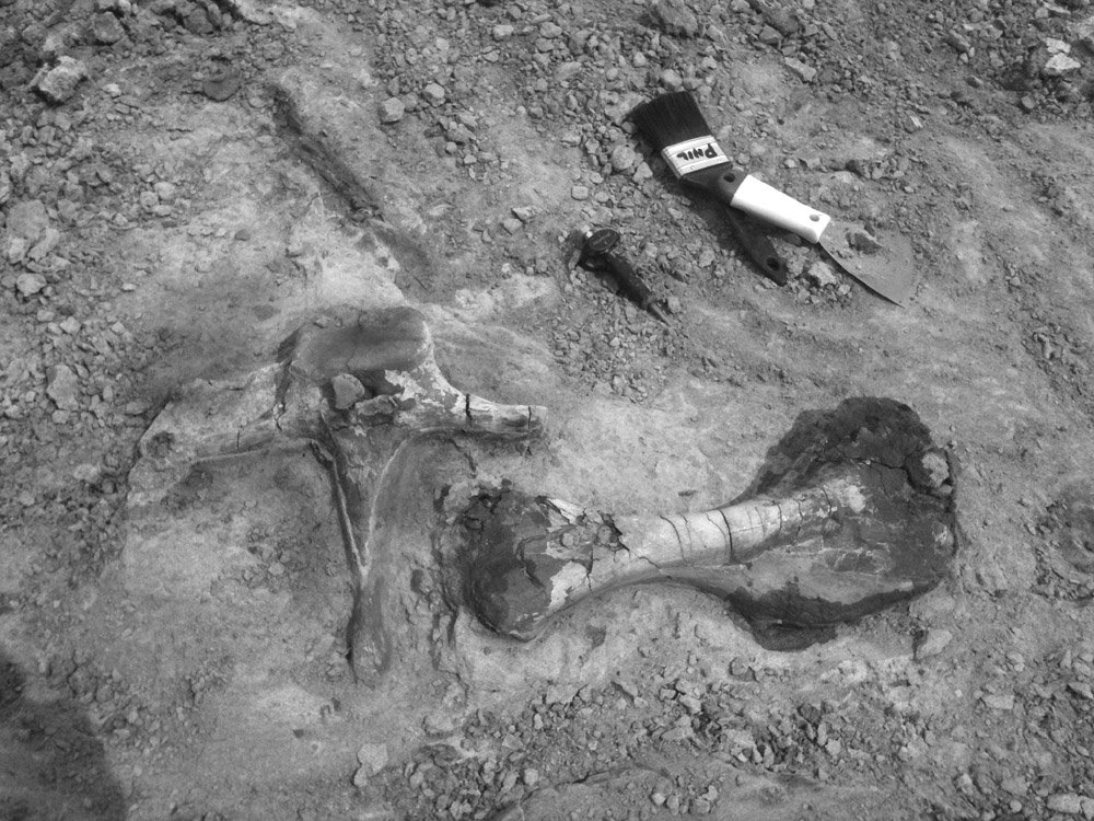 The Mystery of Missing Fossils (image credits: wikimedia)