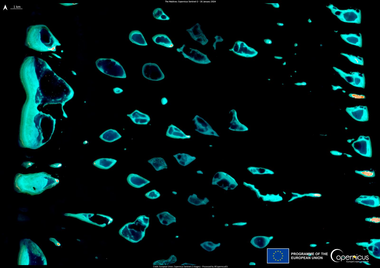 The Genetics Behind Coral Resilience (image credits: wikimedia)