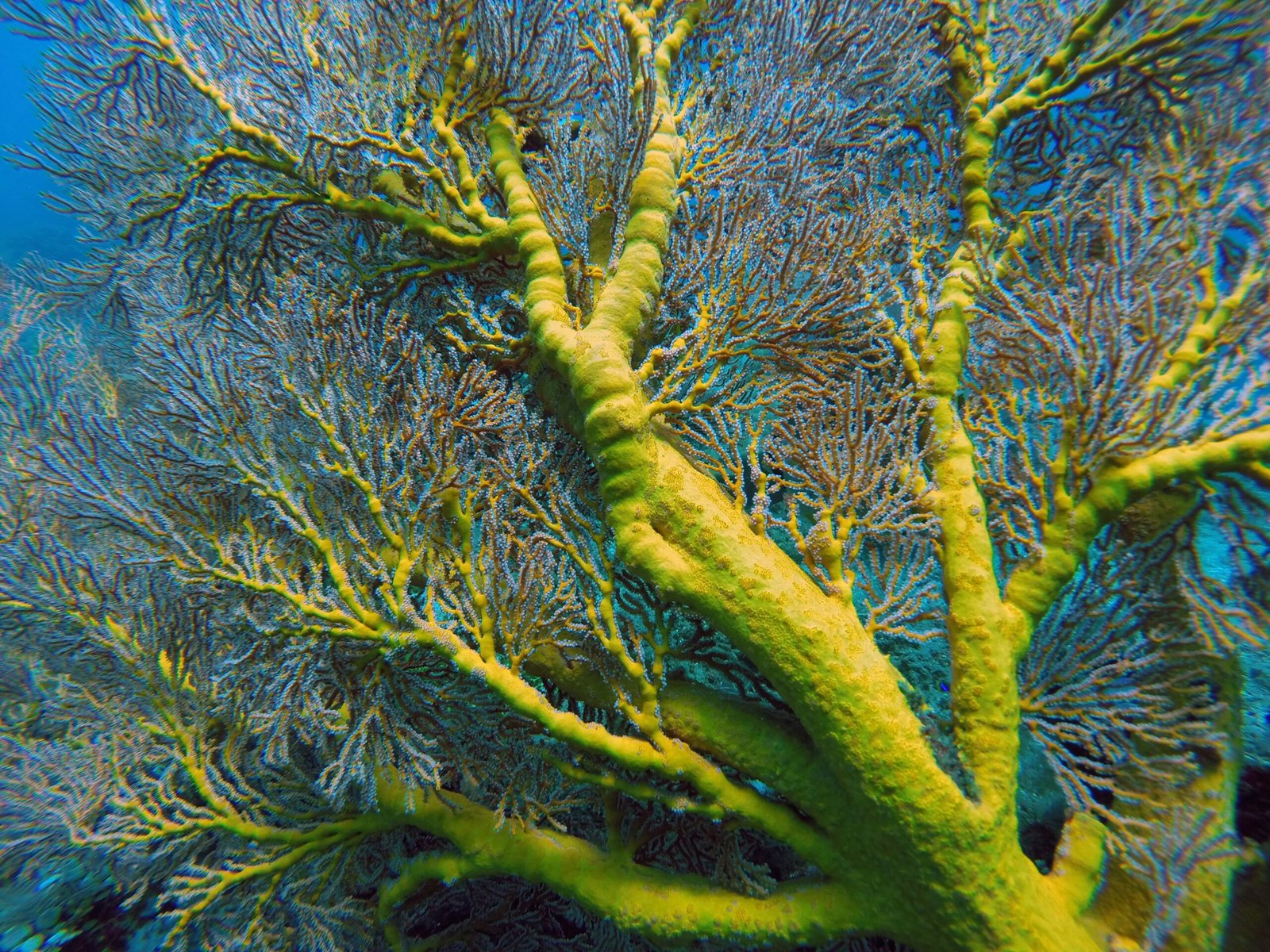 Microbial Allies: The Coral Microbiome (image credits: wikimedia)