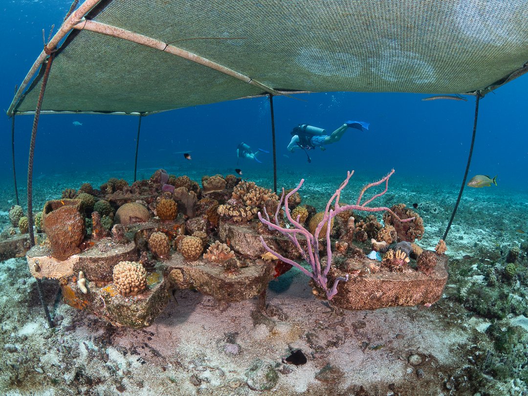 Assisted Evolution: Helping Corals Adapt (image credits: wikimedia)