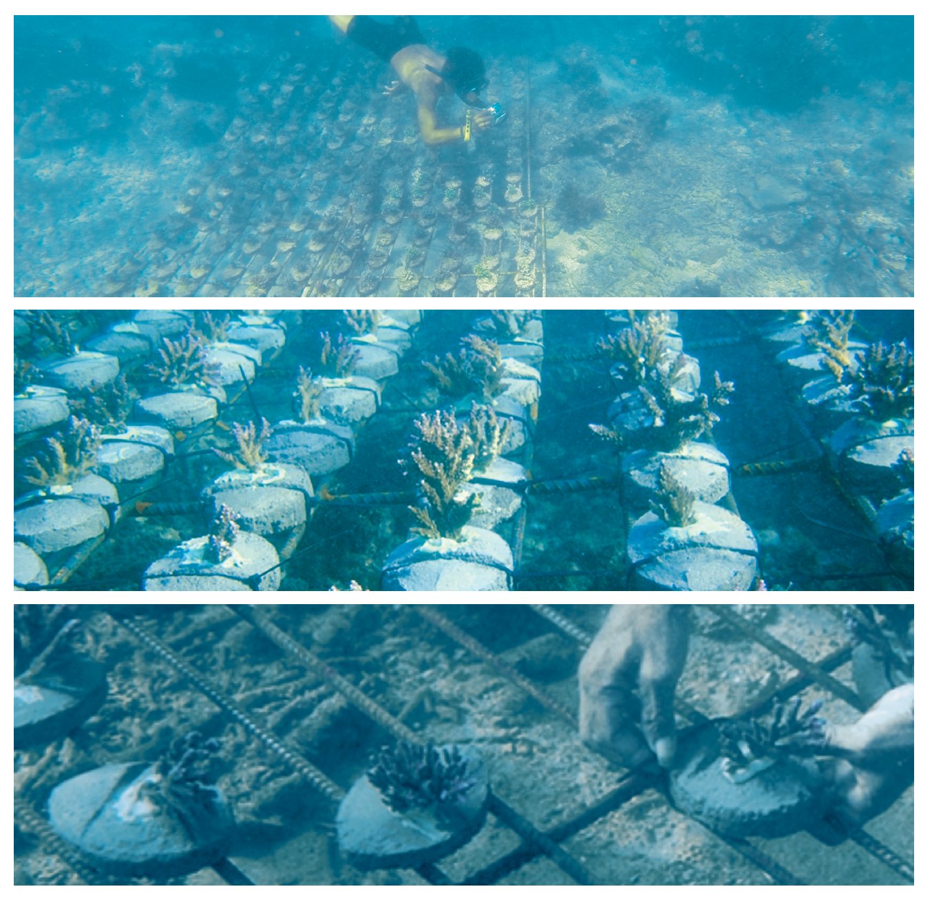 Reef Restoration and Selective Breeding (image credits: wikimedia)
