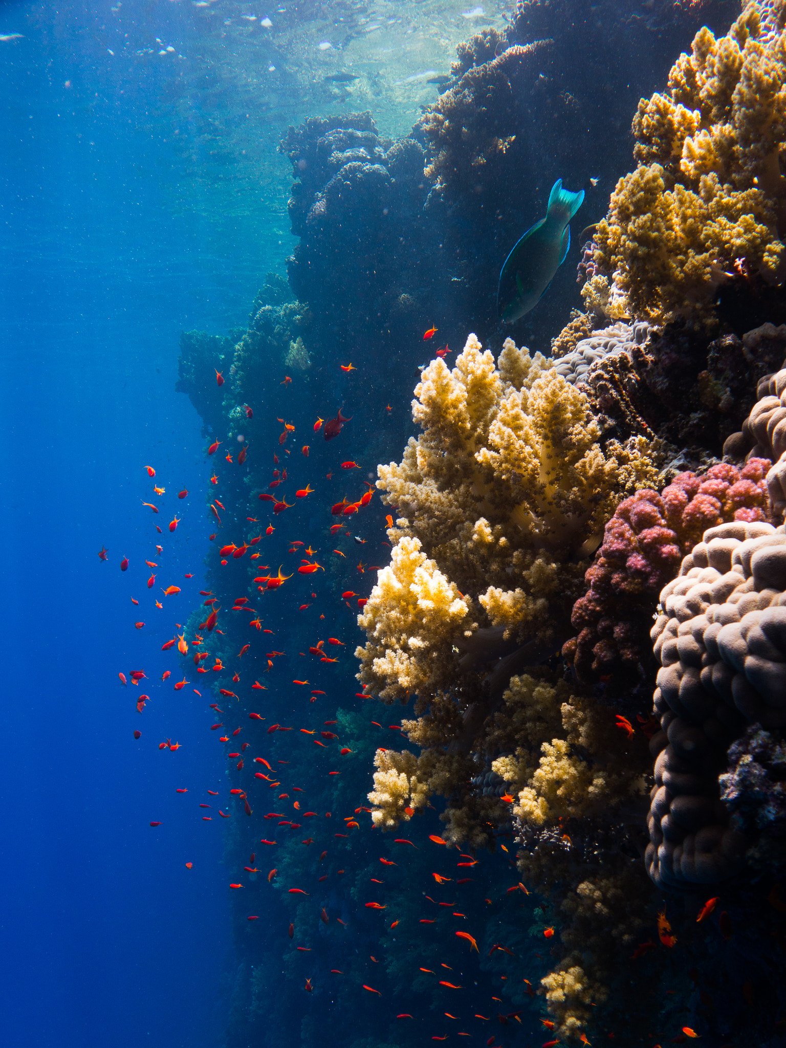 The Emotional Toll: Why Coral Reefs Matter (image credits: wikimedia)