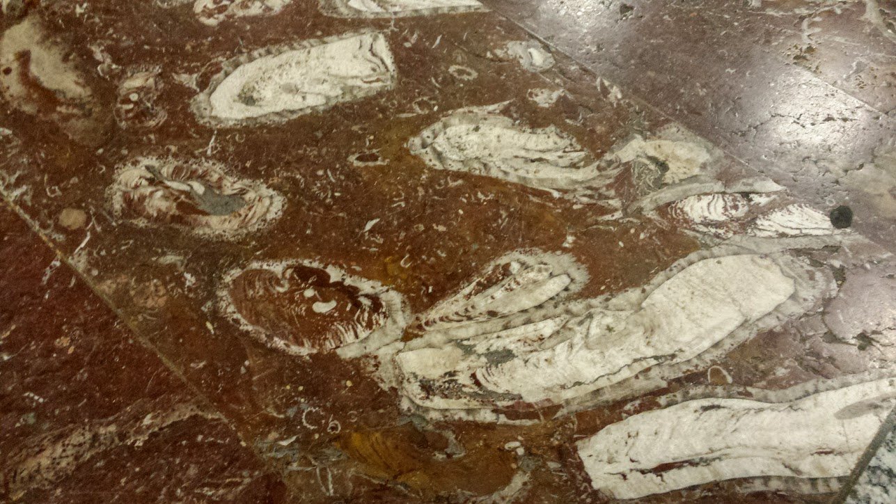 Ancient Life Forms: Fossils as Windows to the Past (image credits: wikimedia)