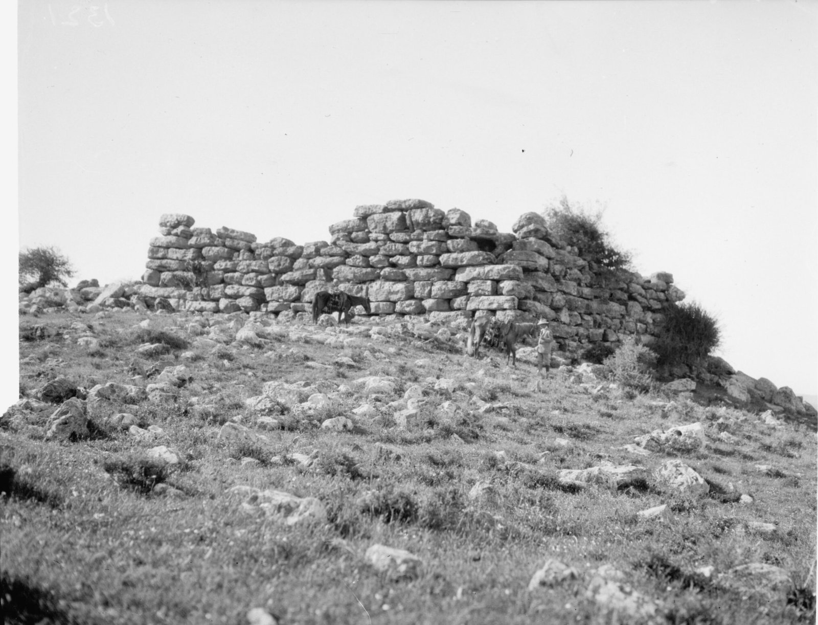 Ancient Ecosystems: Lessons in Resilience (image credits: wikimedia)