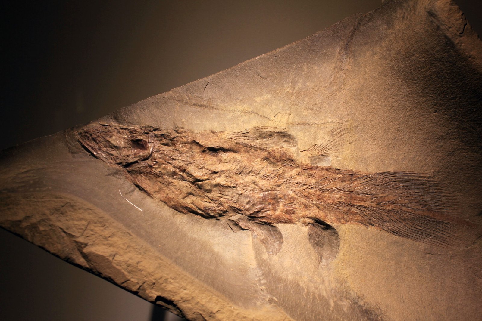 Fascination for All Ages: Bringing Prehistory to Life (image credits: wikimedia)