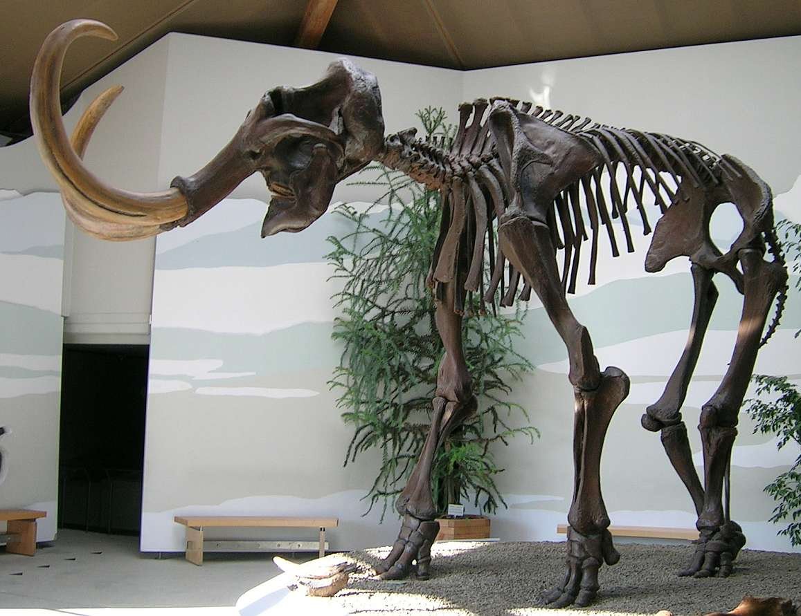 What Exactly Is a Mammoth? (image credits: wikimedia)