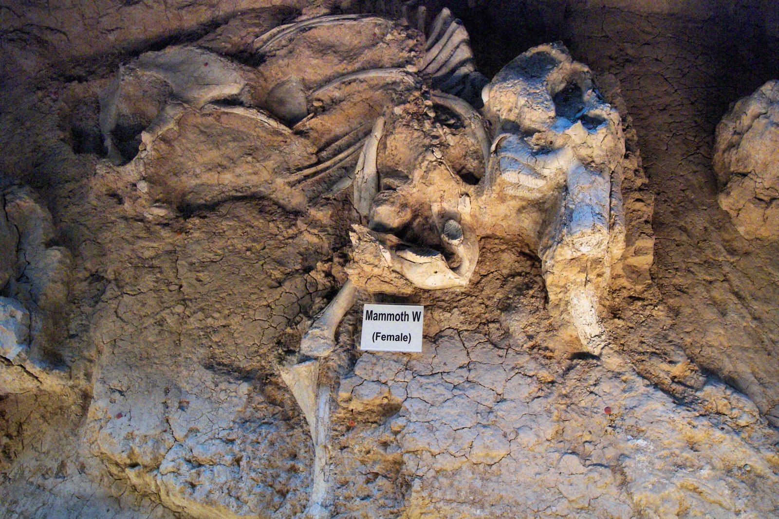 Early Fossil Finds: Fact or Folklore? (image credits: wikimedia)
