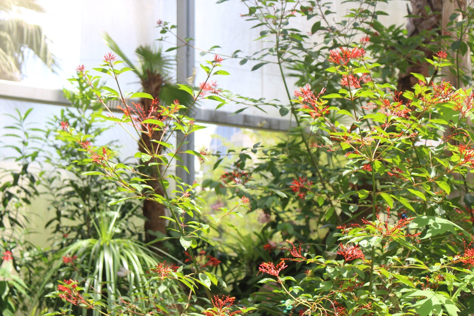 Where in Nature Was the Color Found? (image credits: wikimedia)