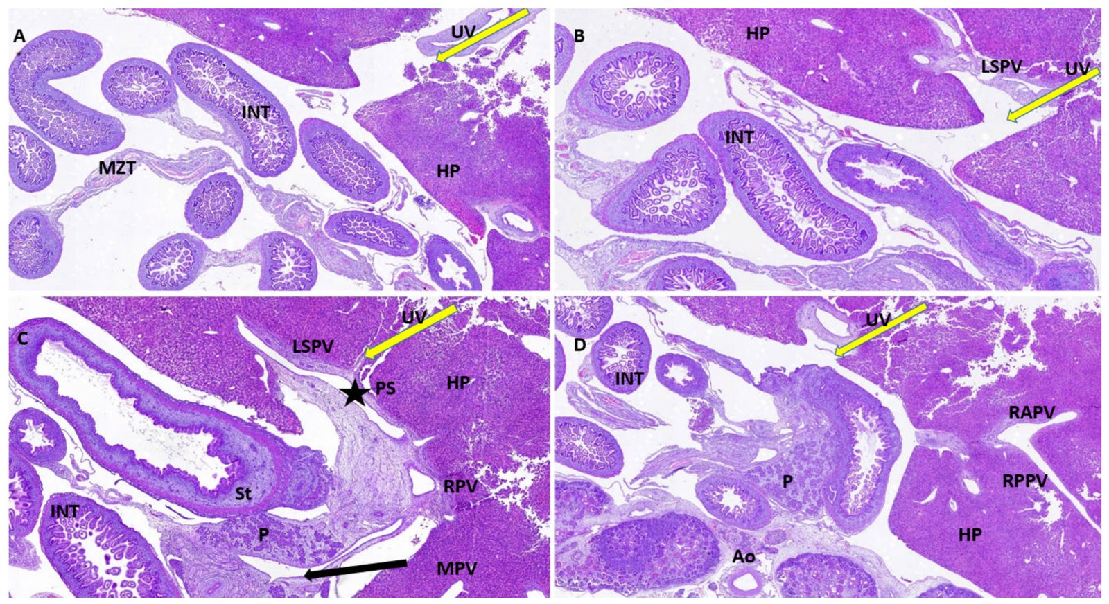 Medical and Scientific Applications (image credits: wikimedia)