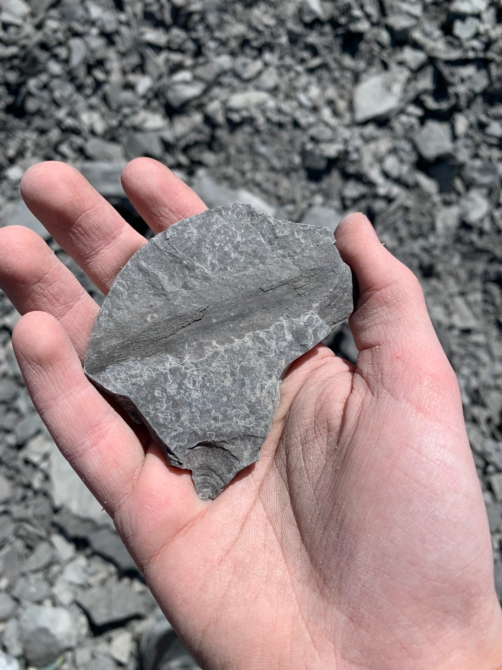 Fossils Frozen in Time: Life in Gondwana’s Shadow (image credits: wikimedia)