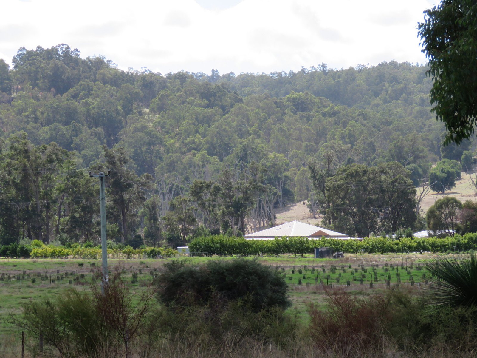 Jarrah Forests: Survivors from Gondwana (image credits: wikimedia)