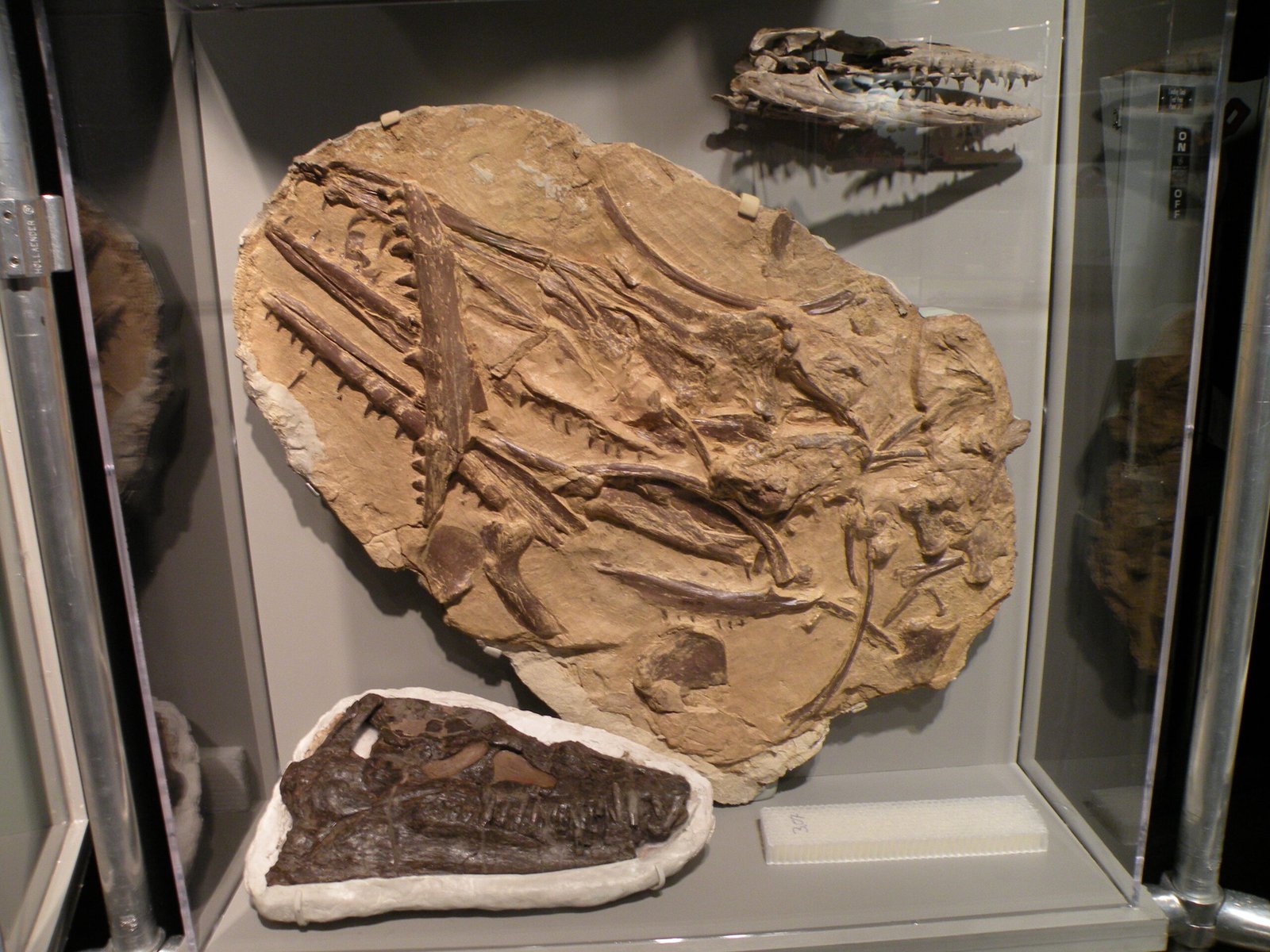Marine Mysteries: Fossils from the Ancient Ocean (image credits: wikimedia)