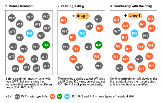 The Role of Mutation and Evolution (image credits: wikimedia)