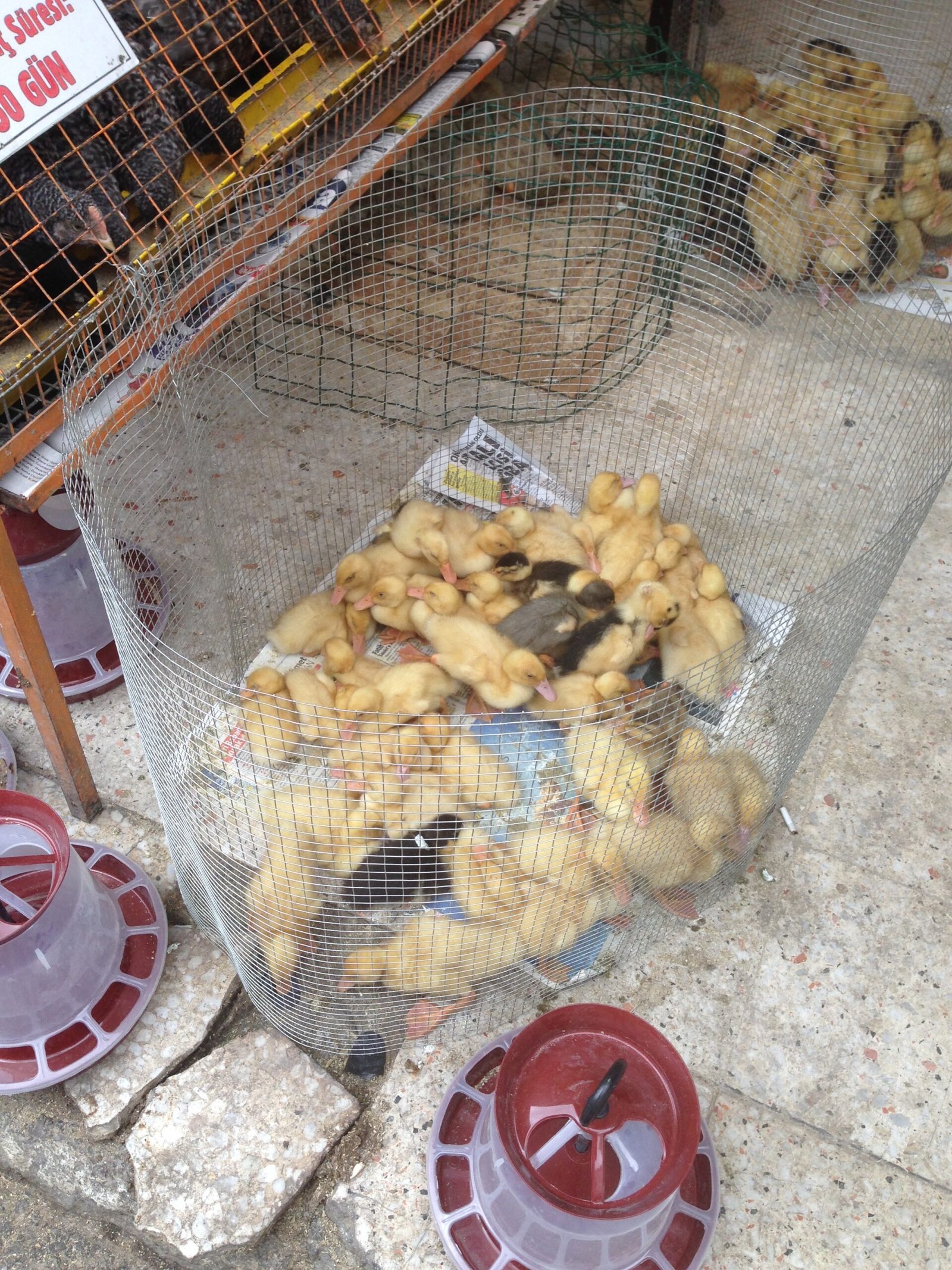 Wildlife Trade and Wet Markets (image credits: wikimedia)