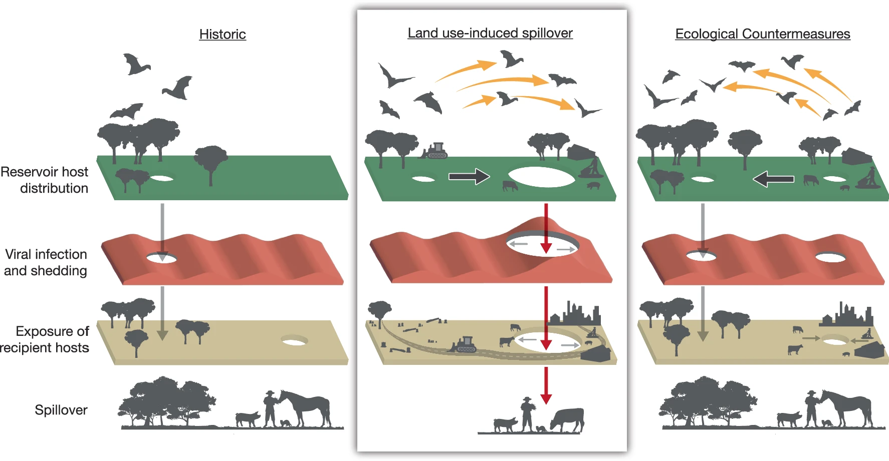 Why Not All Spillovers Become Pandemics (image credits: wikimedia)
