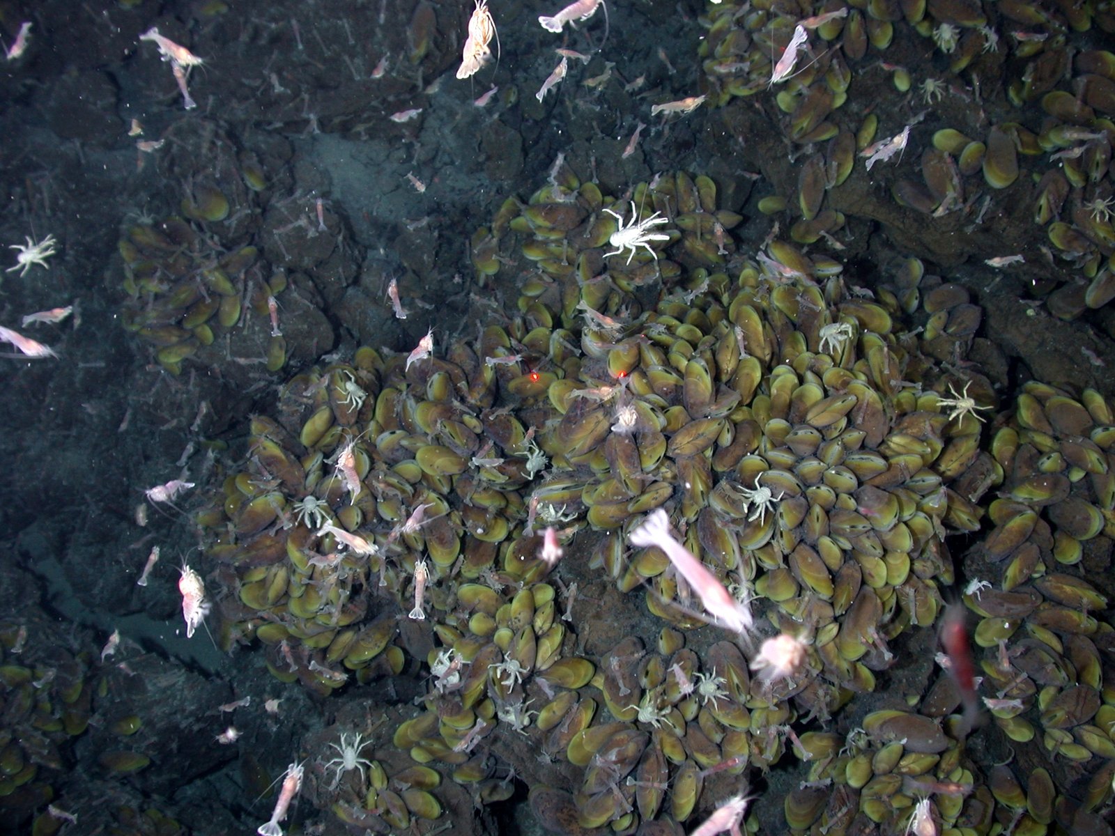 Where Do Metal-Breathing Microbes Live? (image credits: wikimedia)