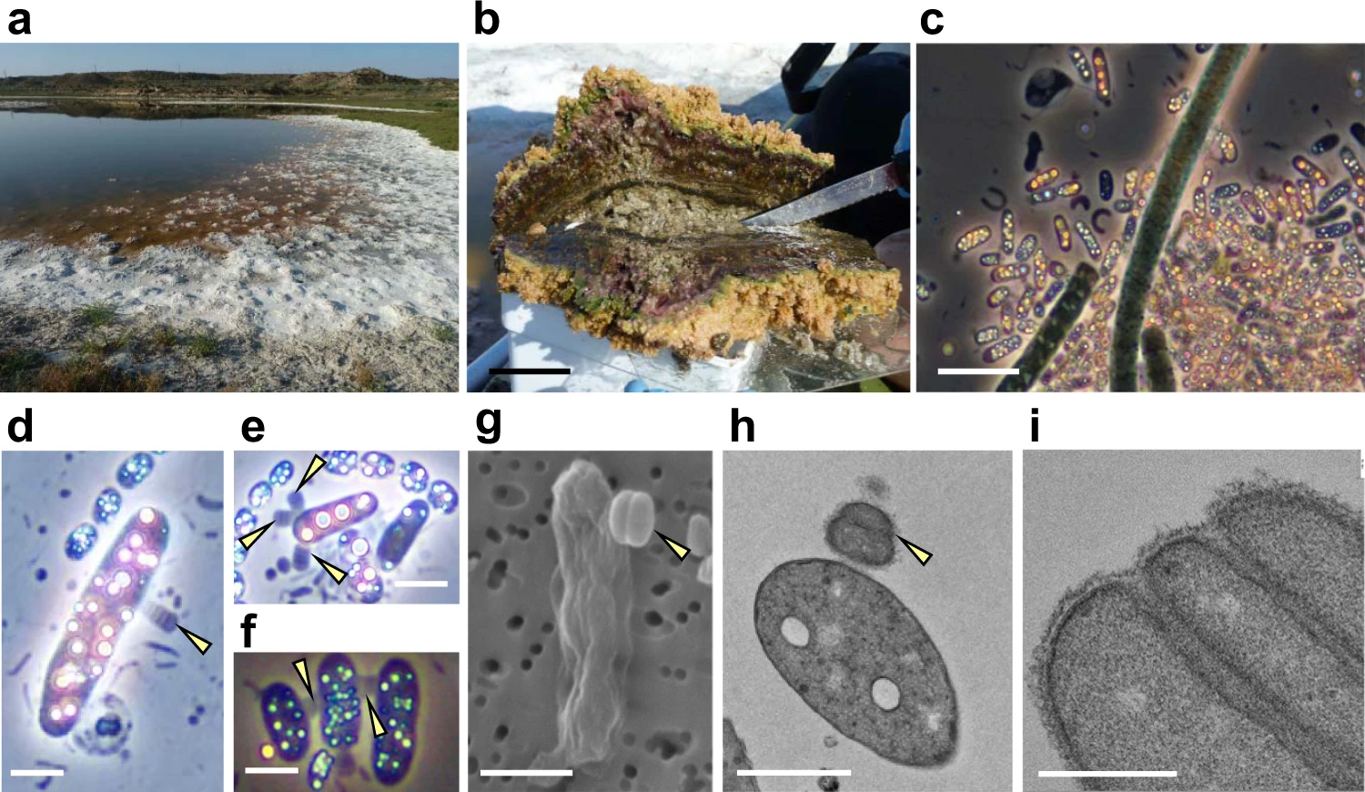 Evolutionary Wonders: How Metal-Breathers Adapt and Persist (image credits: wikimedia)