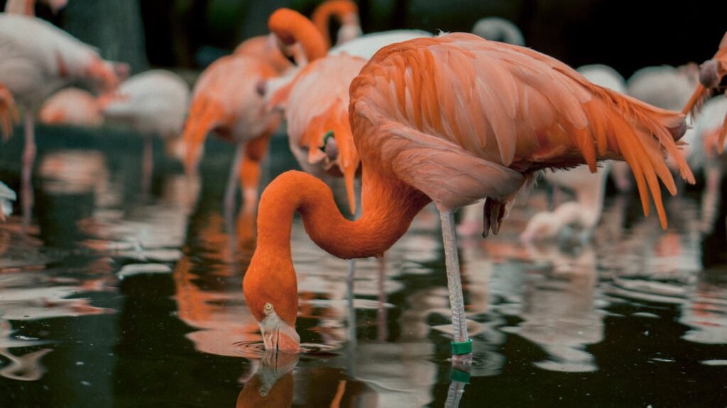 A group of flamingos gracefully feeding in calm water, showcasing vibrant feathers and reflections.