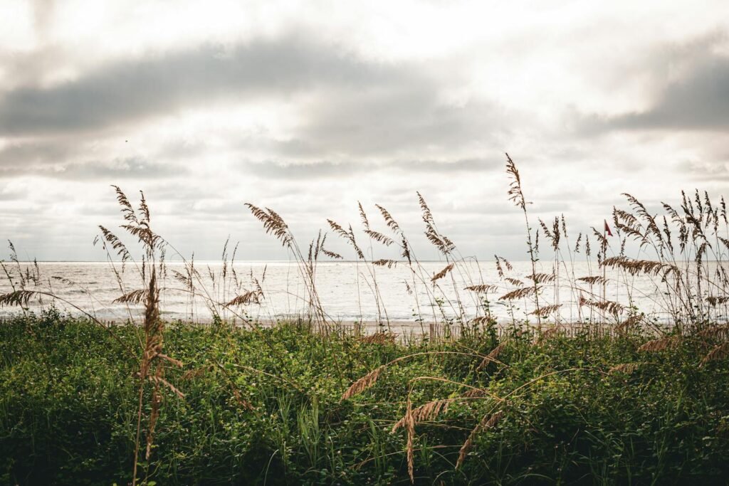 Tranquil image of coastal grass swaying by the sea under an overcast sky, evoking calm and serenity.