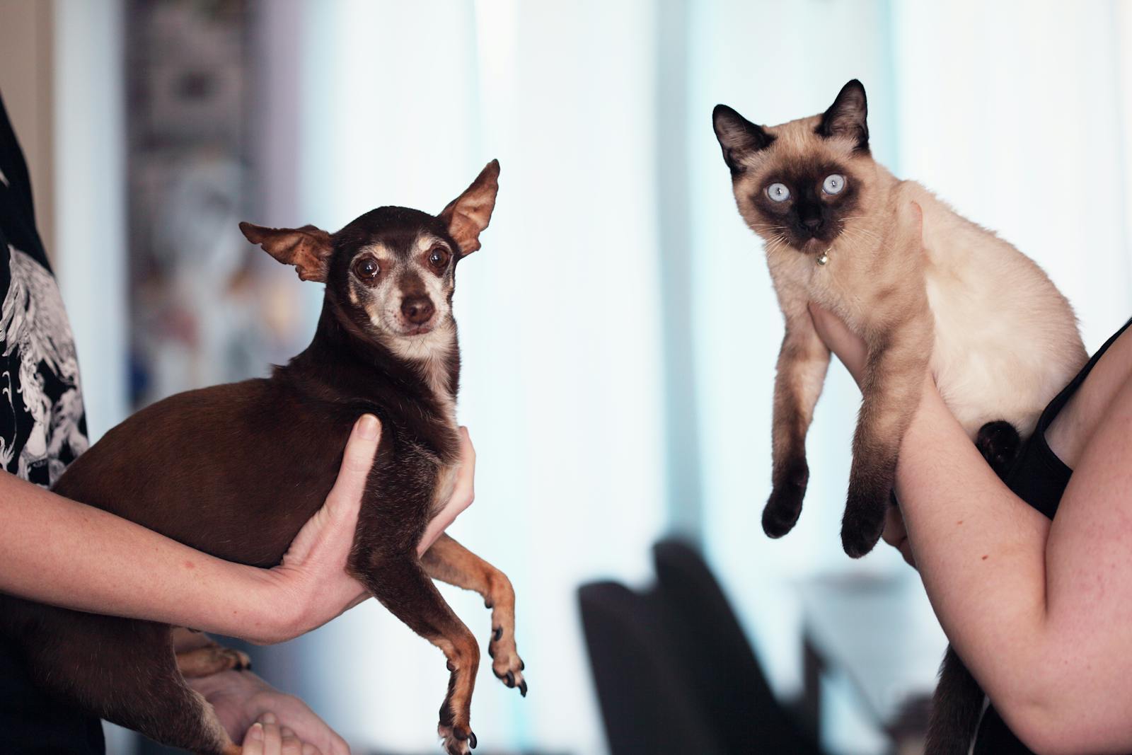 19 Pet Behaviors That Are Evolutionary Throwbacks to the Wild