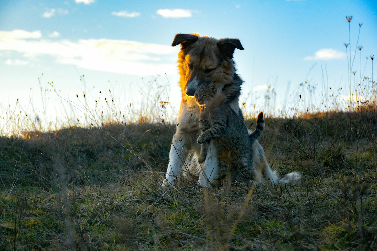 Could Smart Collars and Petcams One Day Decode Animal Language?
