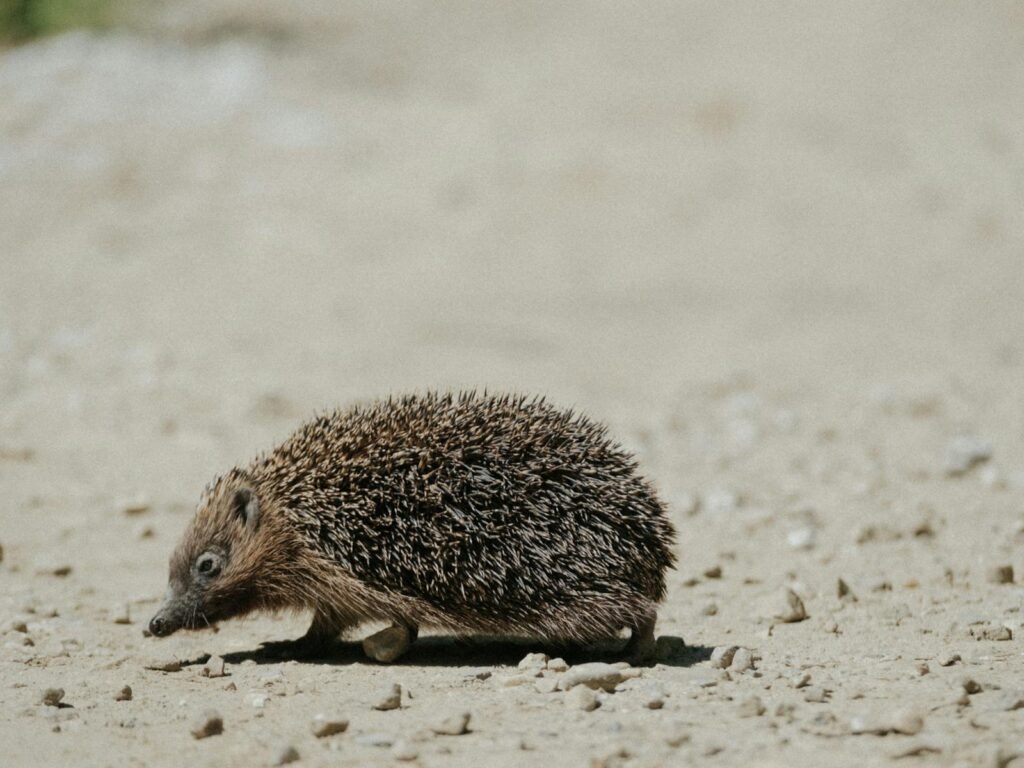 Close-up of a hedgehog walking on a sandy surface in a natural environment.