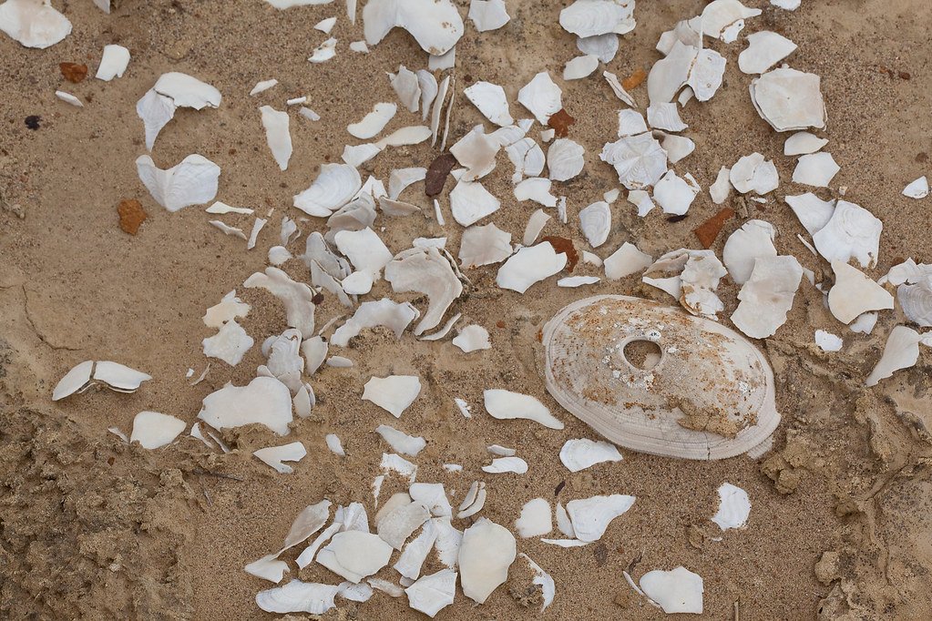 Ancient Shell Middens in the Philippines Prove Prehistoric Filipinos Loved a Good Seafood Buffet