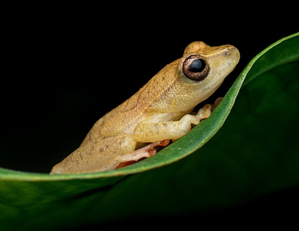 Detailed macro shot of a small tropical frog perched on a vibrant leaf in Nigeria.