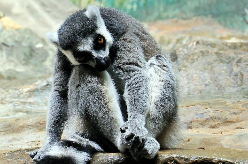 Captivating image of a ring-tailed lemur sitting thoughtfully on a rocky surface outdoors.