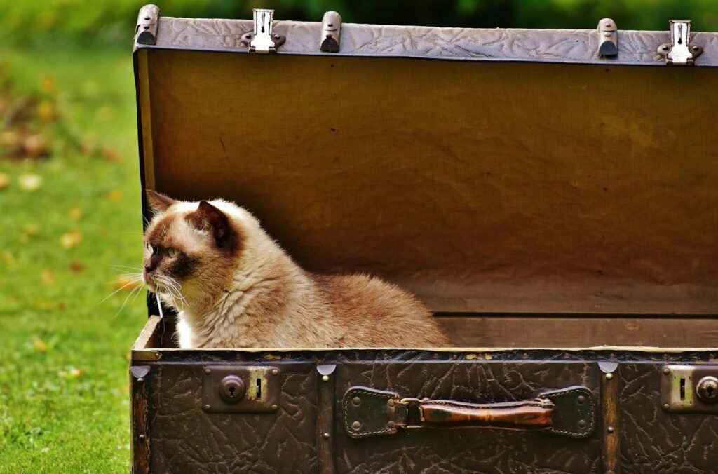 Adorable cat lounging in an open vintage suitcase on a grassy field, creating a charming scene.