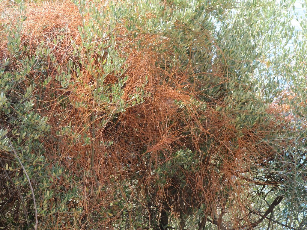Dodder in an olive tree.