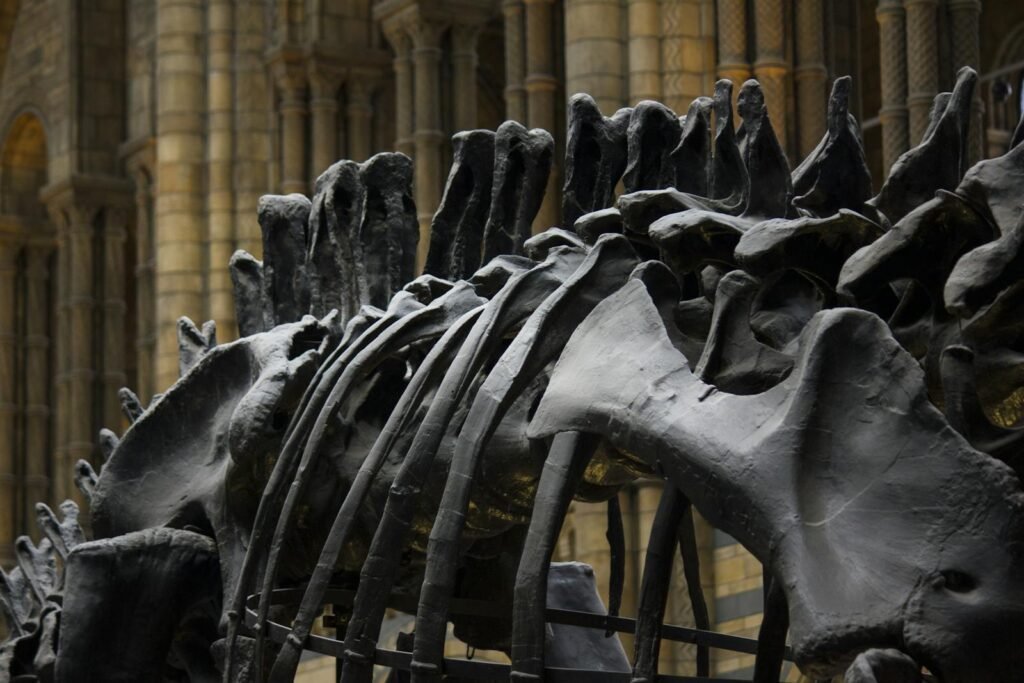 Close-up of dinosaur fossil bones displayed in a historical indoor museum setting.