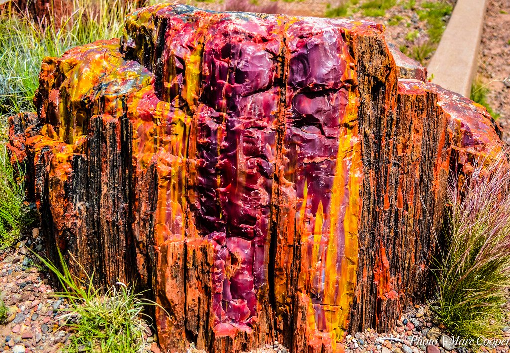 Petrified Color (Petrified Forest Natl Park).