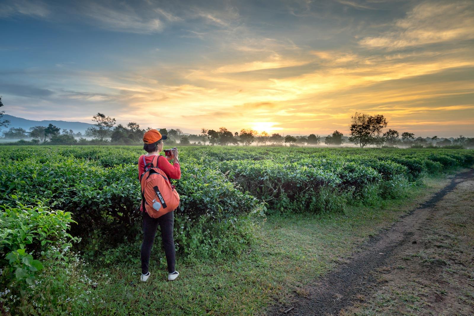 How Plants Like Tea Changed Civilizations — A Scientific Tribute on International Tea Day