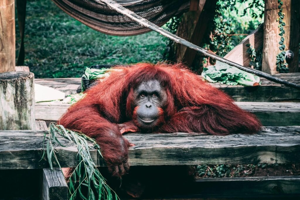 A striking orangutan relaxes outdoors, surrounded by natural habitat elements at the Houston Zoo.