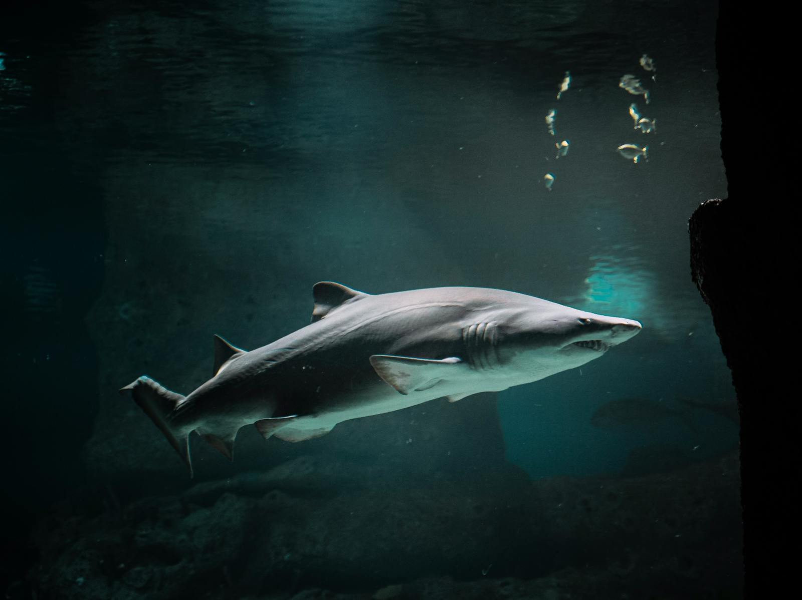 Did You Know Sharks Can Talk Back? First Scientific Evidence of Sound Production in Sharks