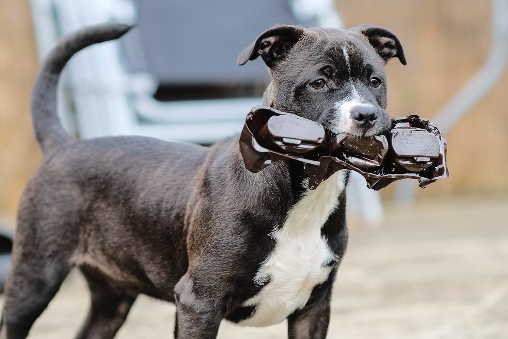 Dog holding a pet toy between its teeth.
