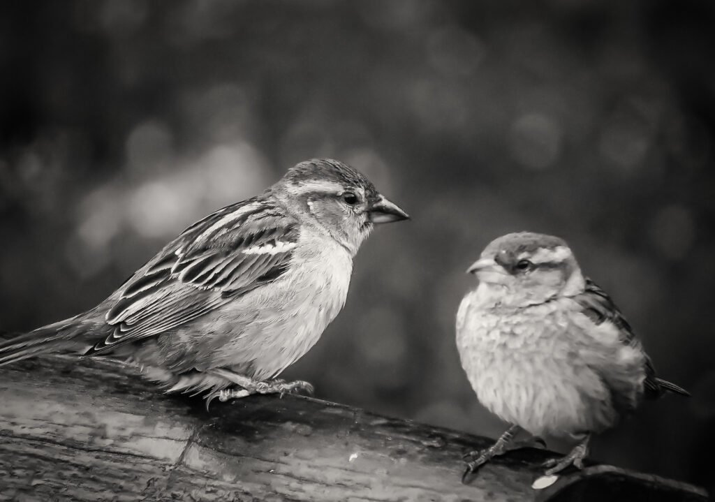 Birds