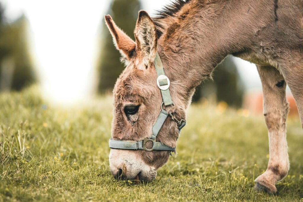 donkey grazing