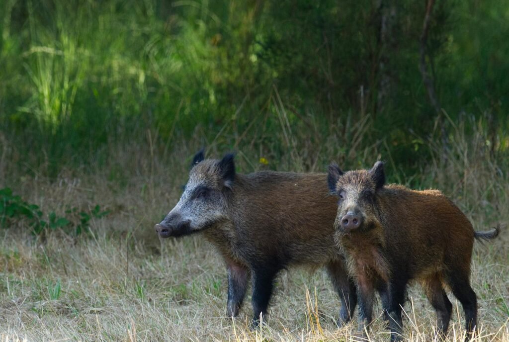 Two wild boars