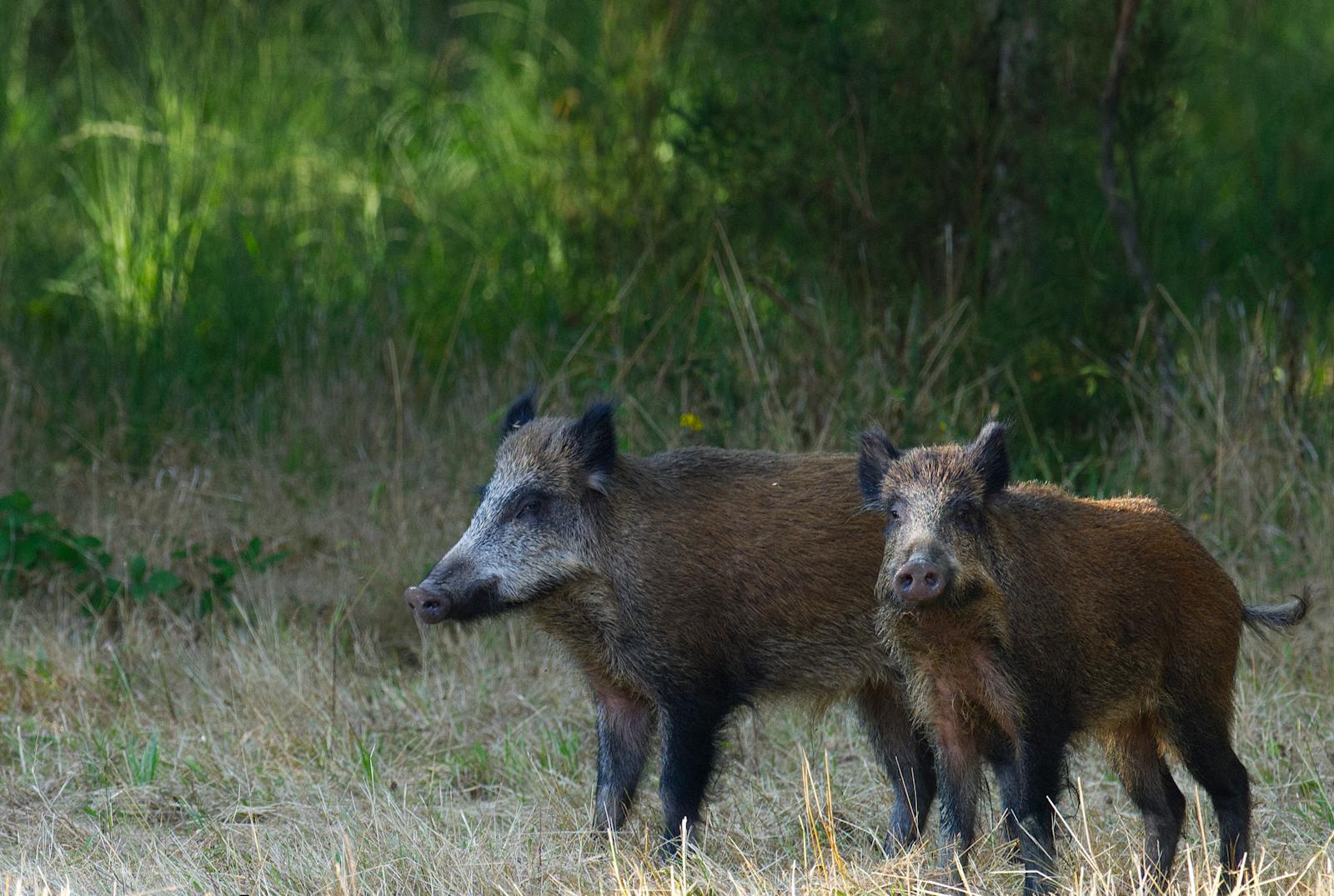 The Wild Boars Are Back in Town — And They’ve Learned How to Use Crosswalks