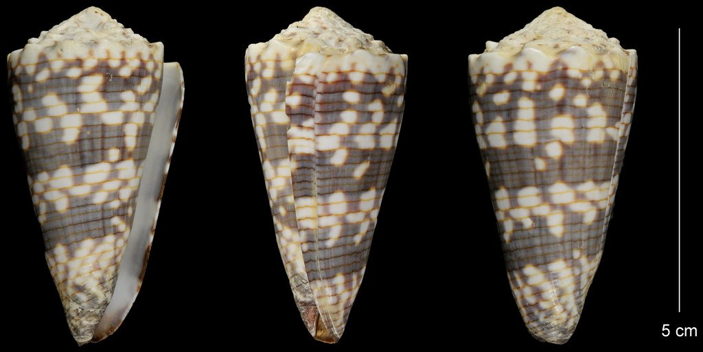 Conus zonatus (zoned cone snail shell).