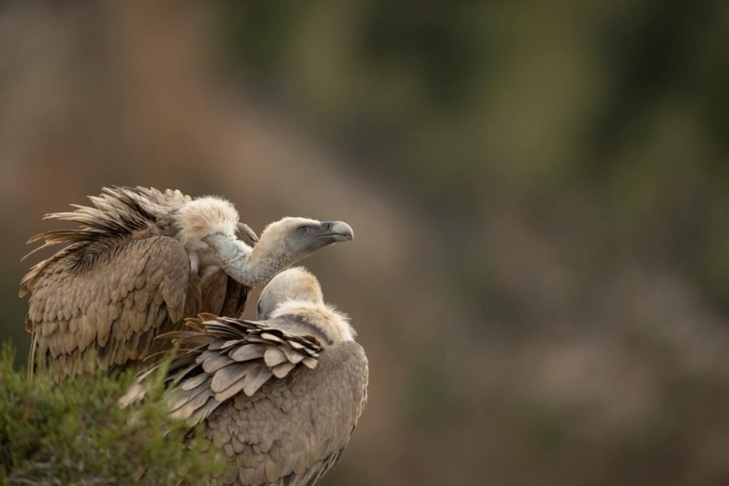 A pair of Griffon Vultures perched closely together in a serene natural setting, showcasing their unique plumage.