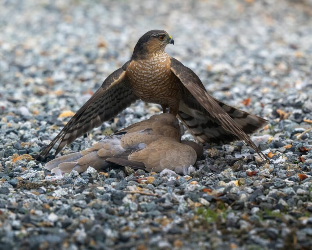 Cooper's Hawk holds a Mourning Dove on gravel, showcasing nature's predatory instinct.