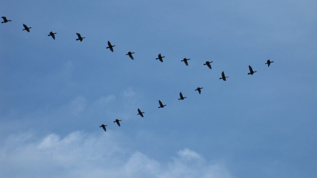Birds flying away