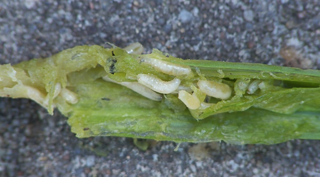 Delia antiqua maggots at Allium porrum.